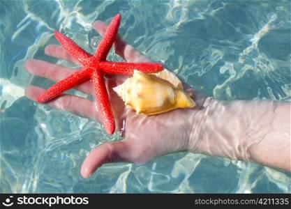 Hand holding starfish and seashell in ripple clean sea tropical water