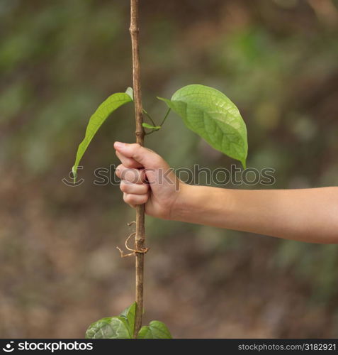 Hand holding the stem of a plant