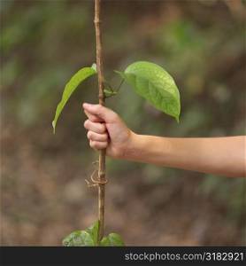 Hand holding the stem of a plant