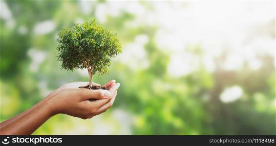 hand holding tree on blur green with sunshine background. concept eco earth day