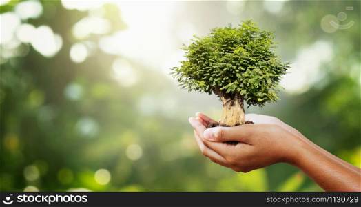 hand holding tree on blur green with sunshine.eco concept