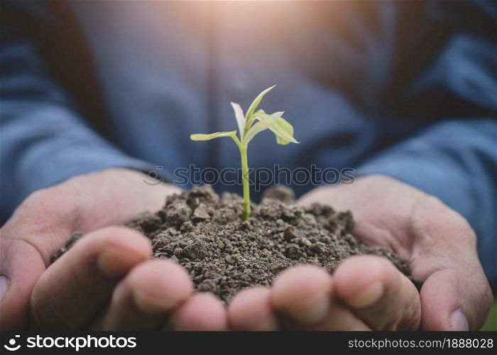 Hand holding tree soil tree growth seeding