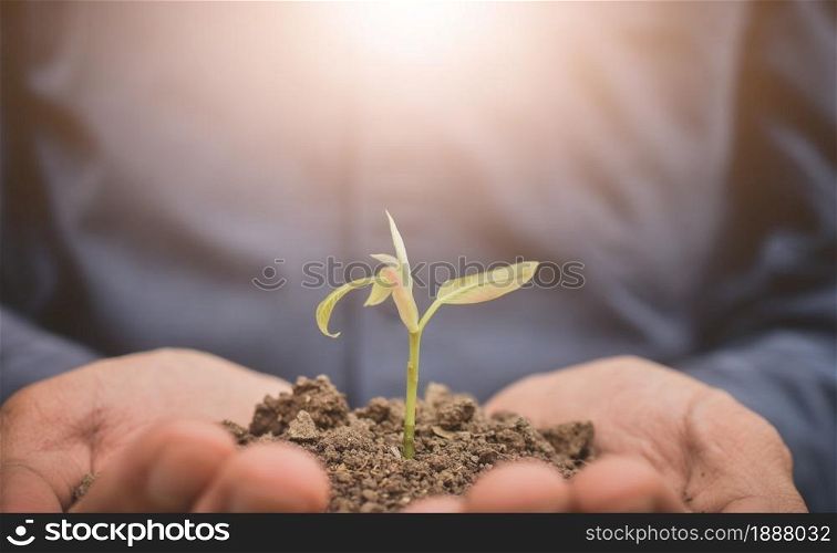 Hand holding tree soil tree growth seeding