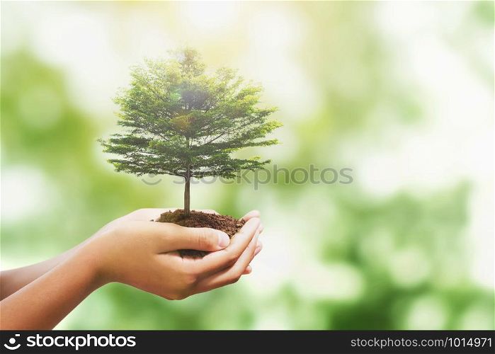 hand holding tree with sunlight in nature background. concept save world and enevironment earth day