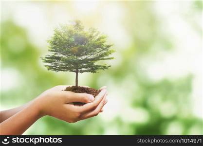hand holding tree with sunlight in nature background. concept save world and enevironment earth day