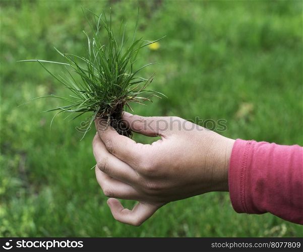 Hand holding turf grass and earth