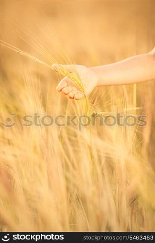 Hand holding wheat in autumn field