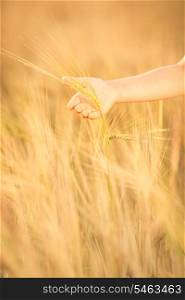 Hand holding wheat in autumn field