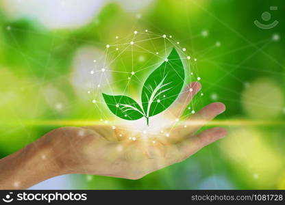 Hand holding with leaf and environment icons over the Network connection on nature background, Technology ecology concept. Environmental protection concept.