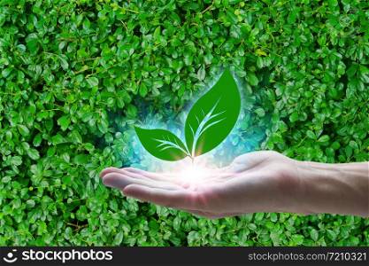 Hand holding with leaf icon over the Network connection on nature background, Technology ecology concept. Environmental protection concept.