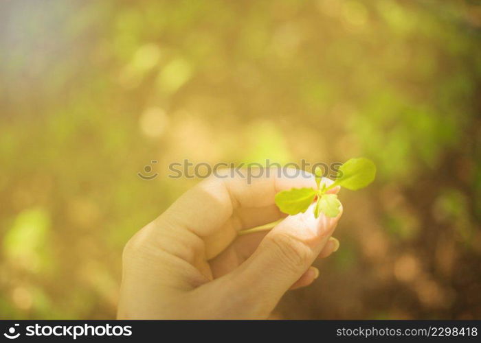 hand holding young plant