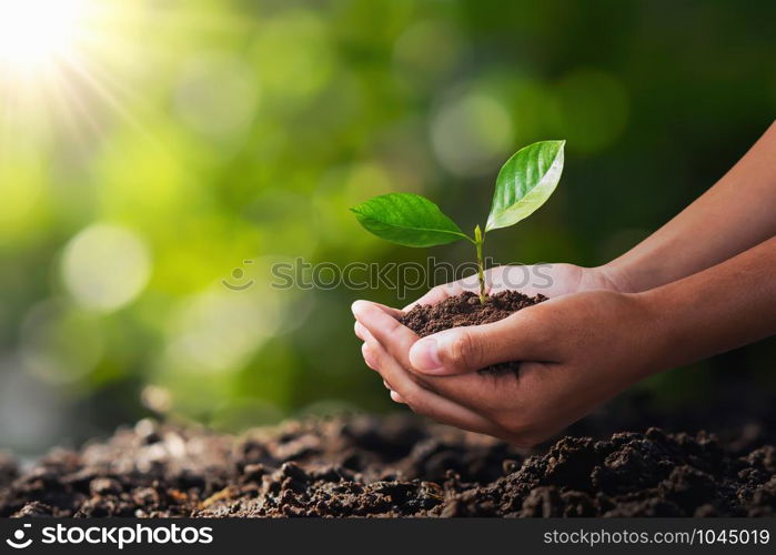 hand holding young plant for planting. concept green world