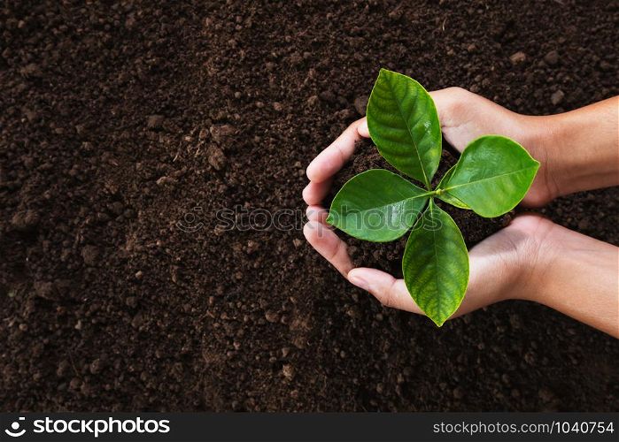 hand holding young plant on soil background. eco concept