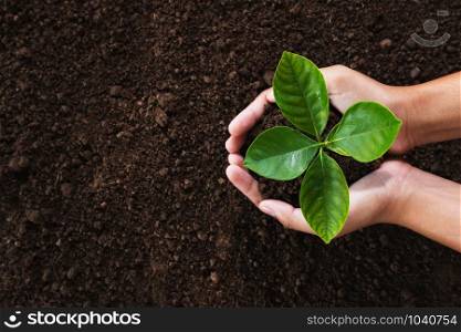 hand holding young plant on soil background. eco concept