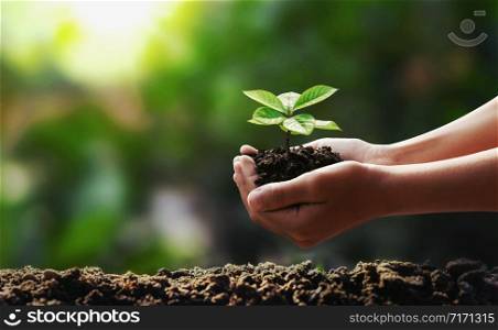 hand holding young tree planting in garden concept save world