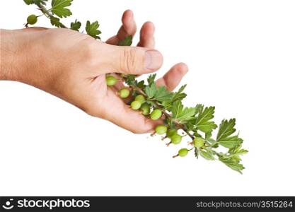 hand holds a branch of gooseberries isolated on white background