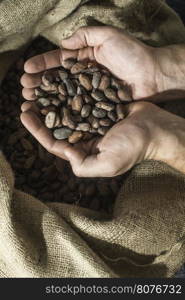Hand holds cocoa beans in a bag