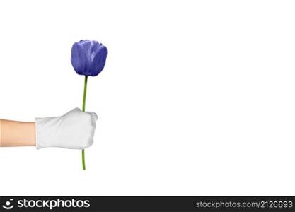 Hand in a surgical glove holds a purple or violet tulip isolated on white background. Banner with Copy space. 2022 color of the year very peri. Hand in a surgical glove holds a purple or violet tulip isolated on white background. Banner with Copy space 2022 color of the year very peri
