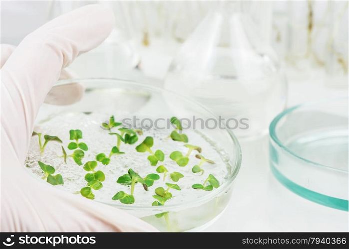 Hand in rubber glove holding a petri dish with biological material closeup