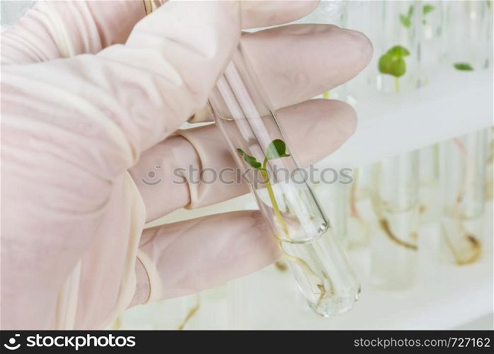Hand in rubber glove holding a test-tube with cloned plant closeup in science lab