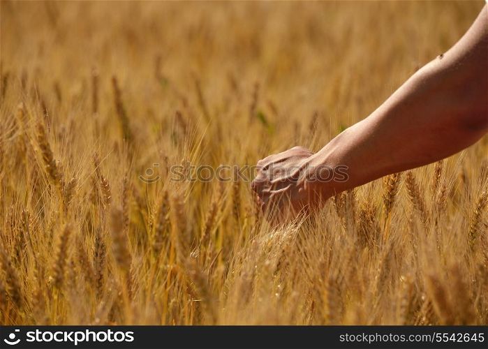 Hand in wheat field. Harvest and gold food agriculture concept