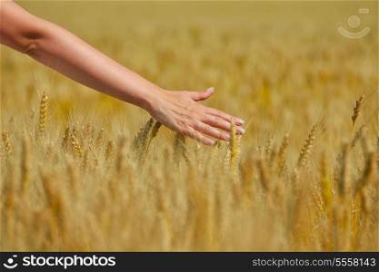 Hand in wheat field. Harvest and gold food agriculture concept
