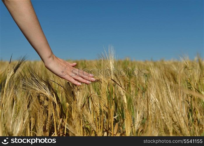 Hand in wheat field. Harvest and gold food concept