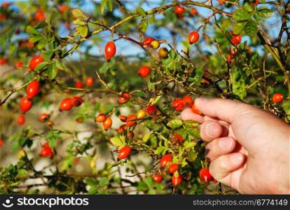 Hand is picking ripe rose-hips at a sticky bush