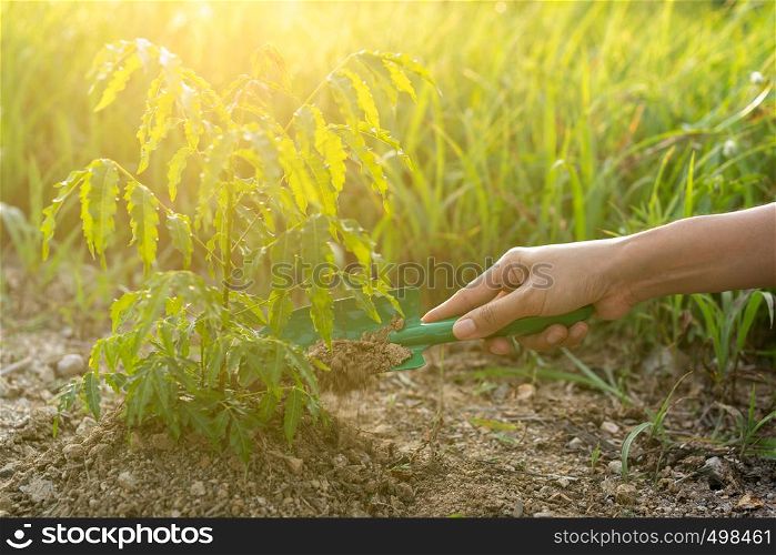 hand is planting tree. Shovel dig soil for growing tree.
