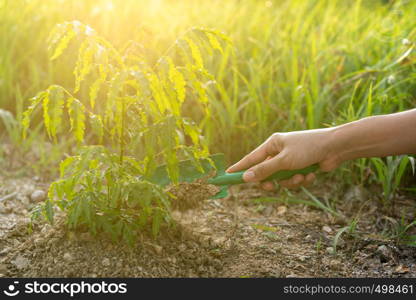 hand is planting tree. Shovel dig soil for growing tree.