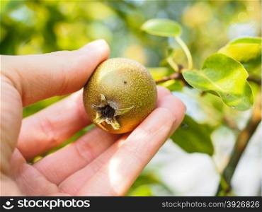 Hand of a caucasian person harvesting ripe pear from tree