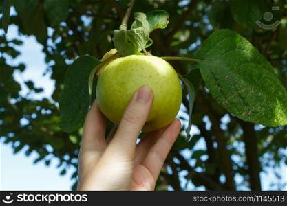 Hand of a woman picking an apple on an apple tree in an orchard