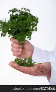 hand of chef holding parsley
