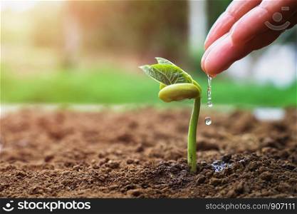 hand of farmer watering to small beans in garden with sunshine background