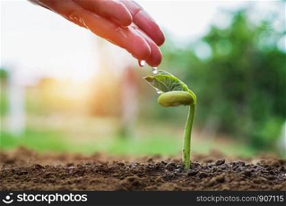 hand of farmer watering to small beans in garden with sunshine background