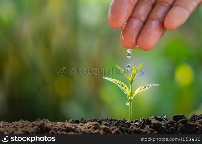hand of farmer watering to small plant in garden with sunshine background