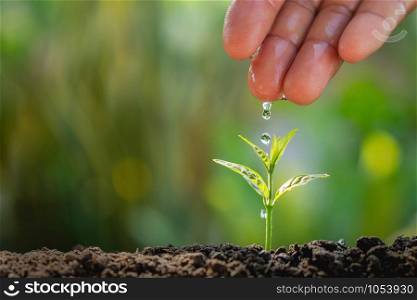 hand of farmer watering to small plant in garden with sunshine background