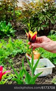 hand of the gardener on the background of rare flower varieties in the garden. caring for tulip