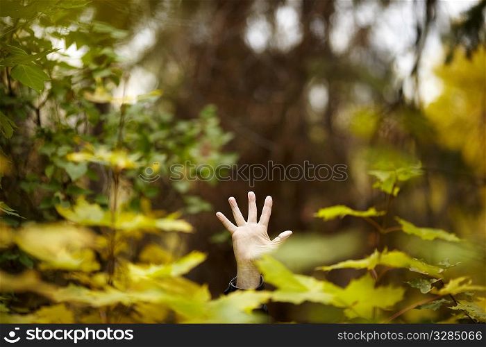 Hand of the man deep in foliage,natural light, selective focus