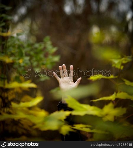 Hand of the man deep in foliage,natural light, selective focus
