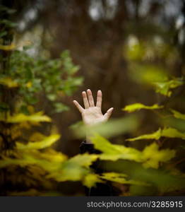 Hand of the man deep in foliage,natural light, selective focus