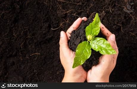 Hand of woman holding compost fertile black soil with nurturing tree growing green small plant life, Concept of Save World, Earth day and Hands ecology environment