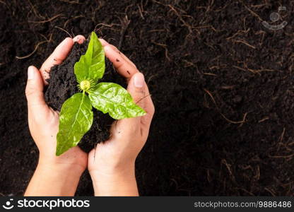 Hand of woman holding compost fertile black soil with nurturing tree growing green small plant life, Concept of Save World, Earth day and Hands ecology environment