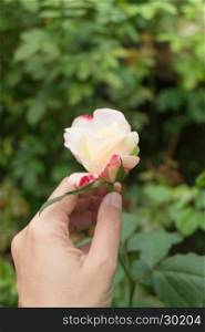 Hand on pink rose in the garden, stock photo