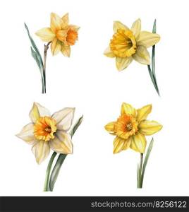 Hand painted daffodils watercolor illustration isolated on white. Floral decor.. Watercolor yellow daffodil flower.