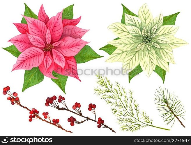 Hand painted traditional Christmas star and winter plants  dried twigs with red berries and fir branch isolated on white background. Watercolor Christmas set of poinsettia flowers with green twigs.