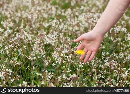 Hand picking a yellow flower in the nature