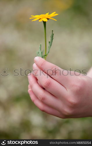 Hand picking a yellow flower in the nature