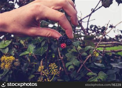 Hand picking berries