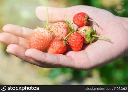 Hand picking strawberries fresh harvest from strawberry farm organic garden fruit